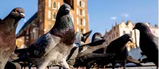 Pombos estão entre as aves urbanas estudadas na pesquisa, conduzida em cinco países europeus