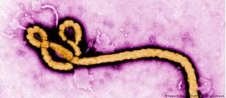 Há seis cepas do vírus do ebola