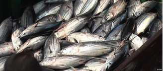 Pesca de atum. UE é concorrente do Brasil no setor