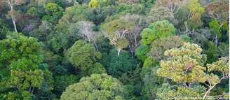 Relatório Anual do Fogo do MapBiomas registrou a menor área queimadas na Amazônia desde 1985