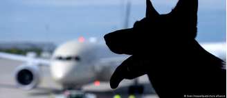 Serviço autoriza passageiros a levarem cães de grande porte, como pastores alemães, em voos dentro da Itália