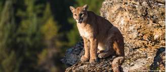 Centenas de pumas são abatidos anualmente nos EUA por conflitos com criadores de gado