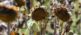 Secas e calor extremo arruinaram colheitas em diferentes partes da Alemanha