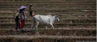 Seca causada pelo El Niño deixou arrozais de Java Ocidental (Indonésia) rachados e secos