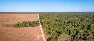 Resultado das urnas em 25 de outubro poderá ter forte impacto global; território brasileiro abriga cerca de 60% da Floresta Amazônica 