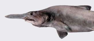 Com focinho alongado, pele rosada e mandíbula projetável, o tubarão-goblin possui características únicas que o tornam um dos predadores mais curiosos das zonas abissais – Wikimedia Commons/Dianne Bray / Museum Victoria