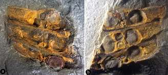 Permocarpelloides shuozhouensis