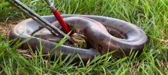 Corpo de Bombeiros local foi acionado para realizar o resgate da sucuri de 70kg