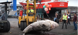 O peixe mais pesado do mundo, de 2744 kg, nos Açores