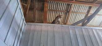 Jaguatirica foi encontrada no quarto da casa da influenciadora, no Pará