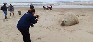 Elefante-marinho descansa em praia de SC