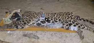 Polícia Ambiental captura onça-pintada apontada pela morte de caseiro no Pantanal