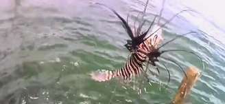 Exemplar de peixe-leão foi encontrado por pescadores em Taipu de Dentro, na cidade de Maraú, no baixo sul da Bahia.