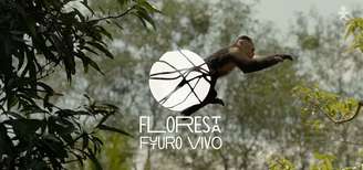 Projeto Floresta Futuro Vivo cuidará de uma área de 800 hectares na floresta amazônica