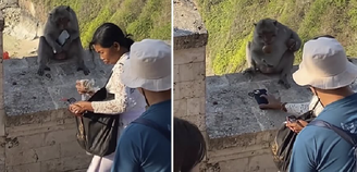 Macacos em Bali roubam celulares para negociá-los por comida