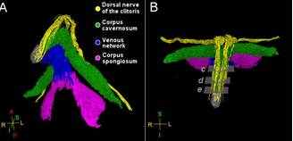 Cientistas mapeiam nervos do clitóris pela 1ª vez