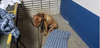 Cães eram induzidos a lutar até a morte por participantes de rinha em São Paulo.