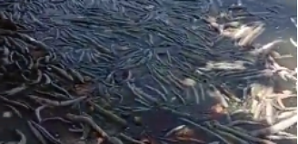 Lagoa Mundaú, em Maceió, repleta de peixes mortos.