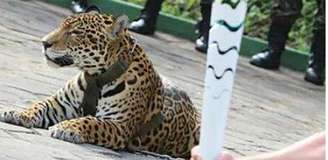 
                        
                        
                    Onças são mantidas como mascotes do Exército na Amazônia (Foto: Divulgação)