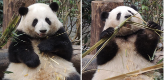 Pandas gigantes no Centro de Criação de Pandas Gigantes de Chengdu, na China
