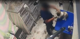 Cachorra é agredida durante tosa em pet shop e fica com lesão no olho
