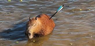 Capivara atingida por flecha morre após ser resgatada na Represa Guarapiranga (SP)
