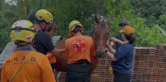 Cavalo foi resgatado de telhado no bairro Caraguava, em Peruíbe, litoral paulista