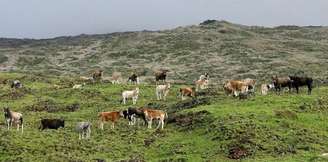 As vacas selvagens da Ilha Amsterdã, território da França no sul do Oceano Índico: animais passaram por um processo conhecido como 'feralização', mas população acabou toda abatida em 2010. Foto de Francois Colas, Fourni par l'auteur