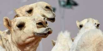 Camelos são expulsos de concurso árabe por uso de botox