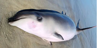 Filhote de baleia morre após comer balão de festa nos Estados Unidos