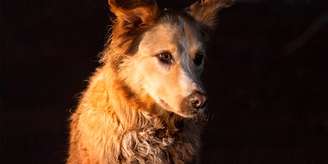 Cachorro Encrenca é um dos corações de 'Suçuarana'