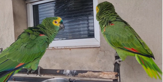 Genaro e Lorica,  papagaios da espécie Amazona aestiva [papagaio-comum ou verdadeiro]. 