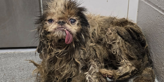 Cães são resgatados de casa de acumuladora tomada por lixo e sujeira nos EUA