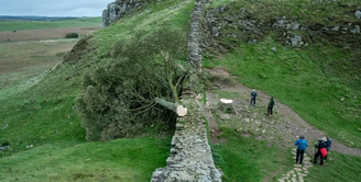 Jovem de 16 é apreendido suspeito de estar envolvido em derrubada de árvore de mais de 200 anos, na Inglaterra