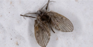 Mosquitos de banheiro: insetos costumam buscar umidade em banheiros e cozinhas