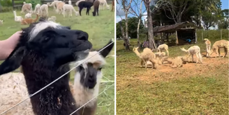 Lhamas e alpacas estão em abrigo no interior do Acre