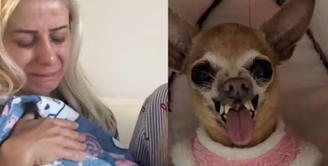 Morre Pituca, pinscher conhecida por ser mal-humorada: 'Vai morder todo mundo lá no céu'