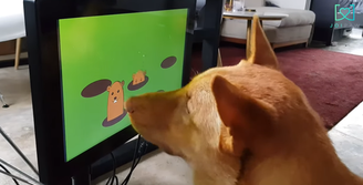 Videogame da empresa de Hong Kong Joipaw para cães