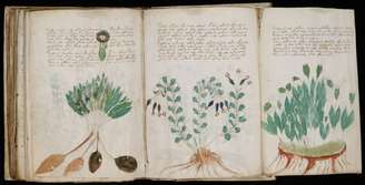 Botânica: Plantas fantásticas desenhadas com detalhes, mas não identificáveis em herbários históricos – Wikimedia Commons/Autor desconhecido