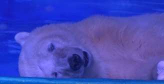 Pizza foi apelidado de “o urso polar mais triste do mundo”