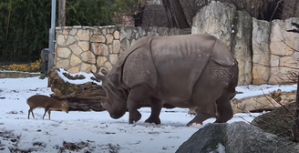 Briga começou a partir do veado Dad, que estava defendendo sua companheira, Mom