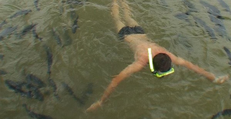 Nadar entre peixes é uma das atrações da Praia da Figueira, em Bonito