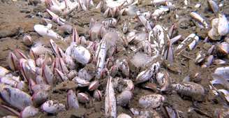 Comunidade de mariscos no fundo do mar