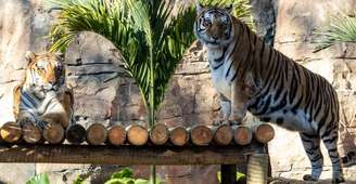 Após passar por período de quarentena, casal de tigres-de-bengala pode ser visitado pelo público no zoológico de São Paulo.