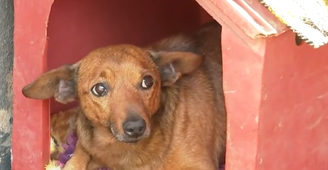 Nick caminhou 12 quilômetros para velório de tutor em MG