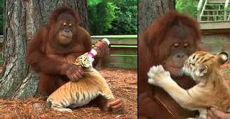 Orangotango adota filhotes de tigre e os alimenta