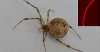 Aranha com fio de seda modificado