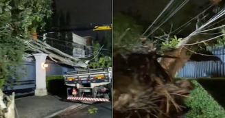 Árvores caíram durante temporal na capital paulista