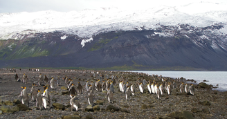 Ilhas Heard e McDonald não possuem habitantes; territórios são povoados por animais como os pinguins