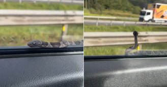 Cobra aparece em janela de veículo parado no trânsito em SC
